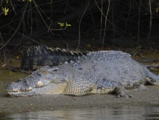 Crocodilos sobreviveram à extinção dos dinossauros
