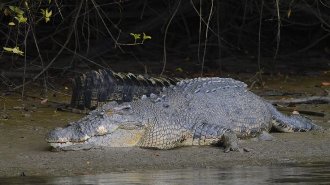 Crocodilos sobreviveram à extinção dos dinossauros